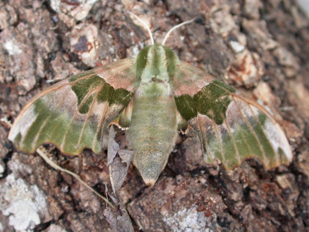 Falene, solo un ricordo? + foto di alcune specie di sfingi